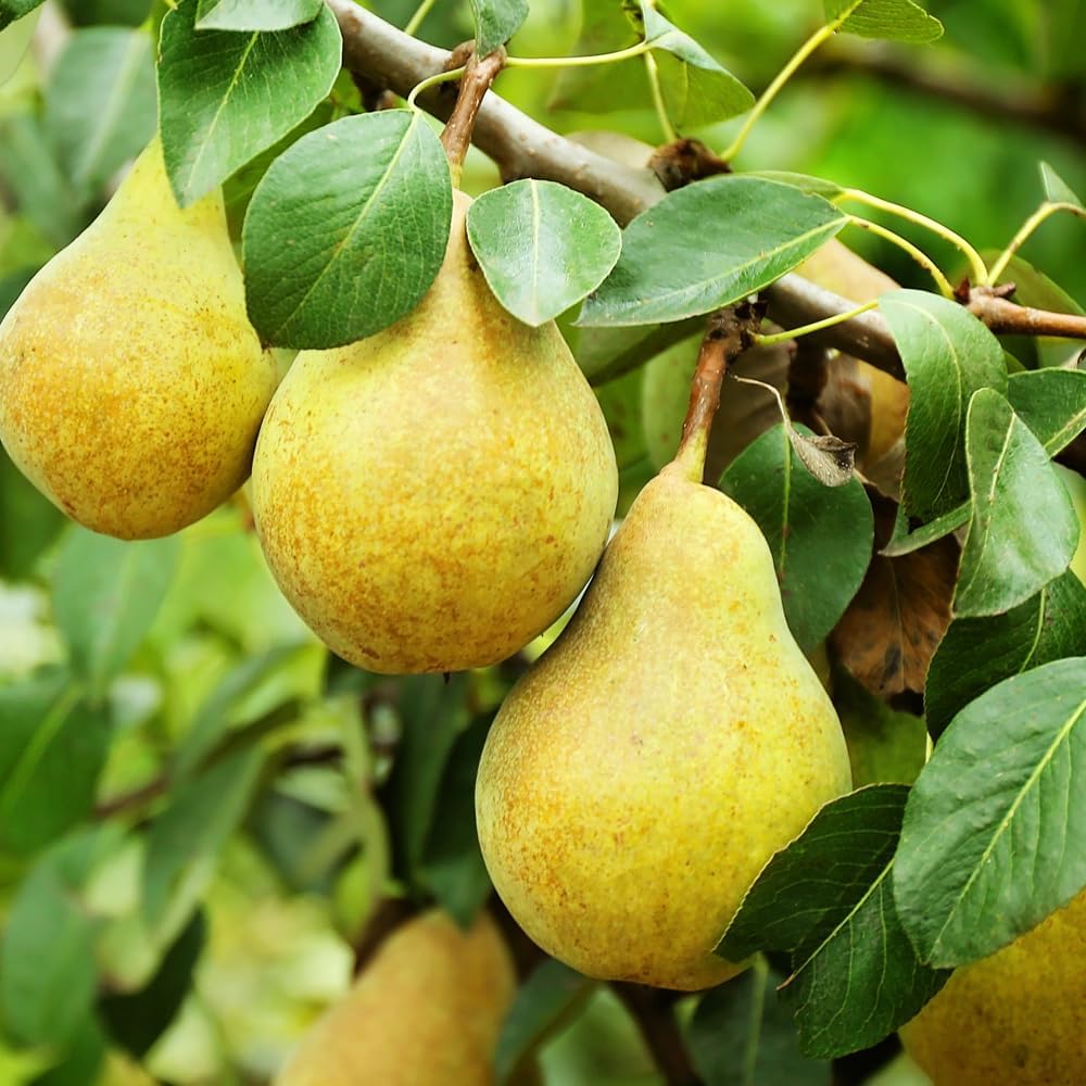 Bartlett Pear - 2 oz